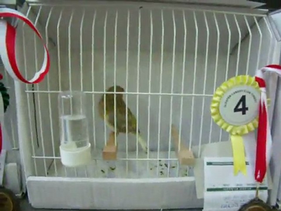 14-KLÜP SHOW 2011 | FESHANE