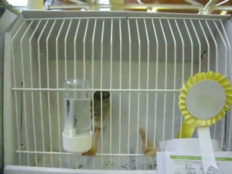 15-KLÜP SHOW 2011 | FESHANE