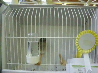 15-KLÜP SHOW 2011 | FESHANE