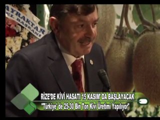 RİZE'DE KİVİ HASADI 15 KASIMDA BAŞLIYOR  10.11.2011