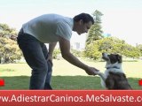 Adiestramiento Canino - Como Educar A Tu Perro - Adiestramiento Perros