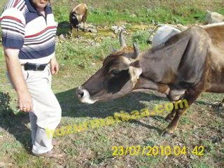 Yeşildere Köyü ÇORUM (heri)