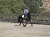 Femme movie Friesian dressage horse