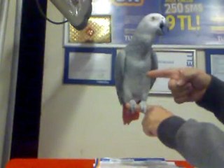 ELE GELMEYE ALIŞTI AMA BAGIRMASI KESİLMEDİ :(