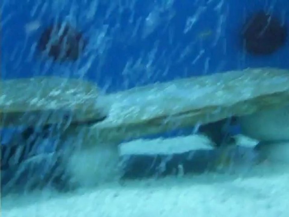 salih20 kasakalewyelerim