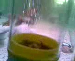 F0 İLANGİLERİM VE YAVRULARIM