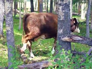 Ladybug And Cafe - 02 - Crows Landing Farm