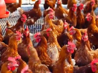 Ladybug And Cafe - 04 - Sunworks Farms