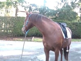 14.11.2011.d.paprika