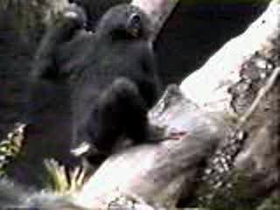 1monkey[1]