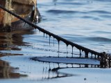 ConocoPhillips Blamed for Negligence on Bohai Bay Oil Spill
