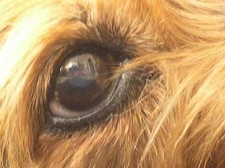 Myrabelle, ma chienne décédée