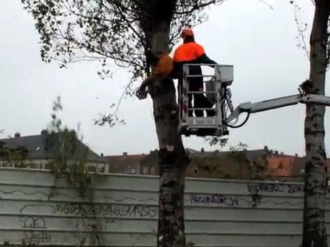 Cambrai: 60 arbres dangereux vont être abattus