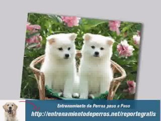 Secretos y Trucos del Entrenamiento para Perros