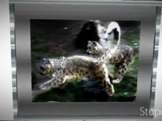 Frame Snow Leopard 8 pictures