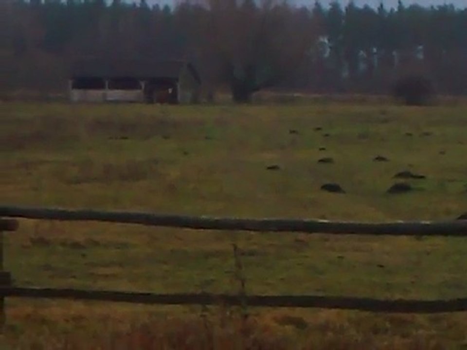 koń i jesień w mojej okolicy