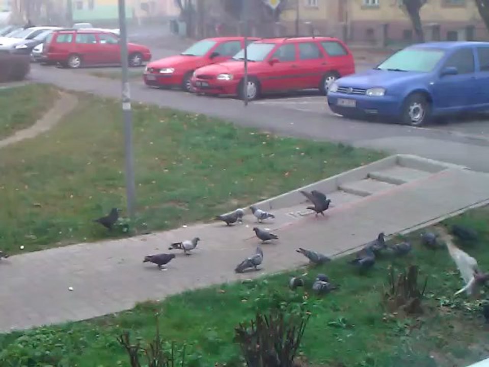 Gołębie