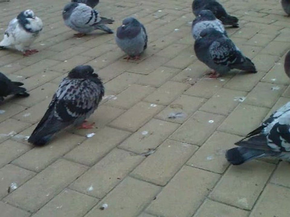 TEST Wideo HD z HTC Mozart - konwersja na 640x480