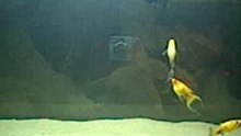 Aquario002