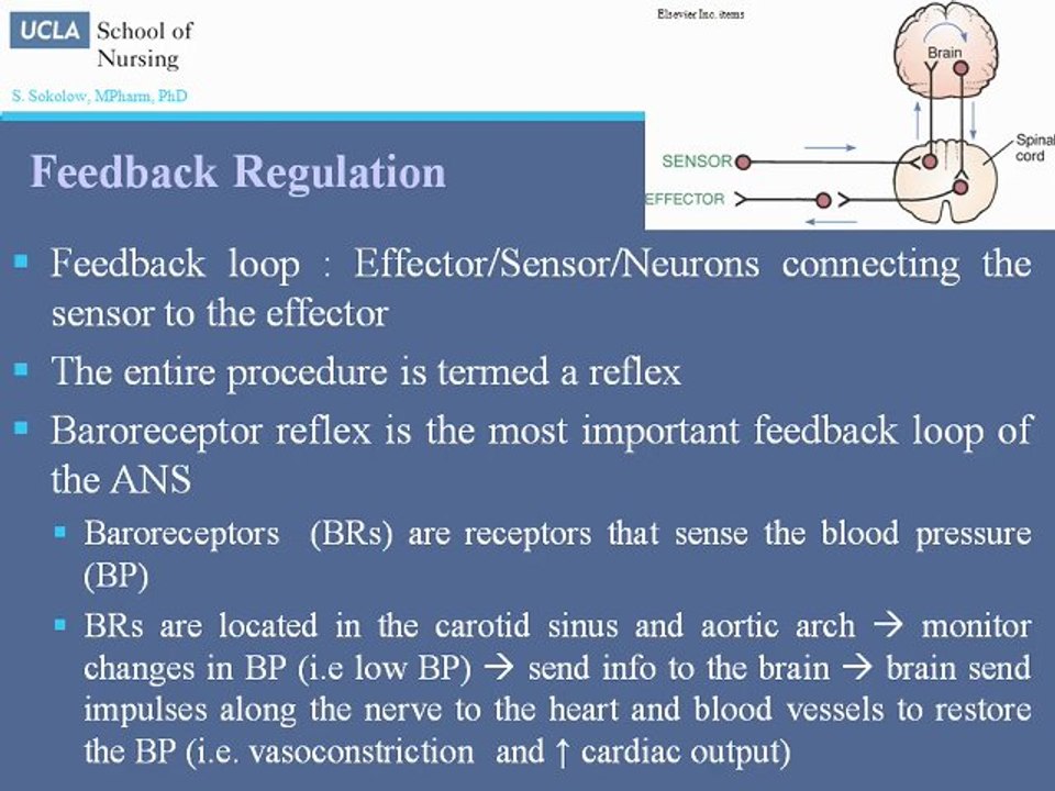 Autonomic Nervous System - Part 1