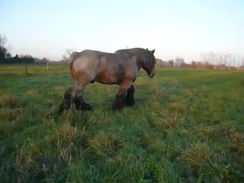 baby étalon reproducteur admis à la monte public