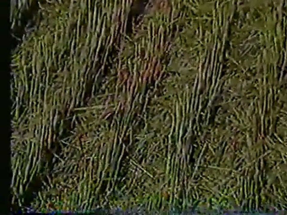 (DVD14) (27) VIDA EN EL SUELO 2