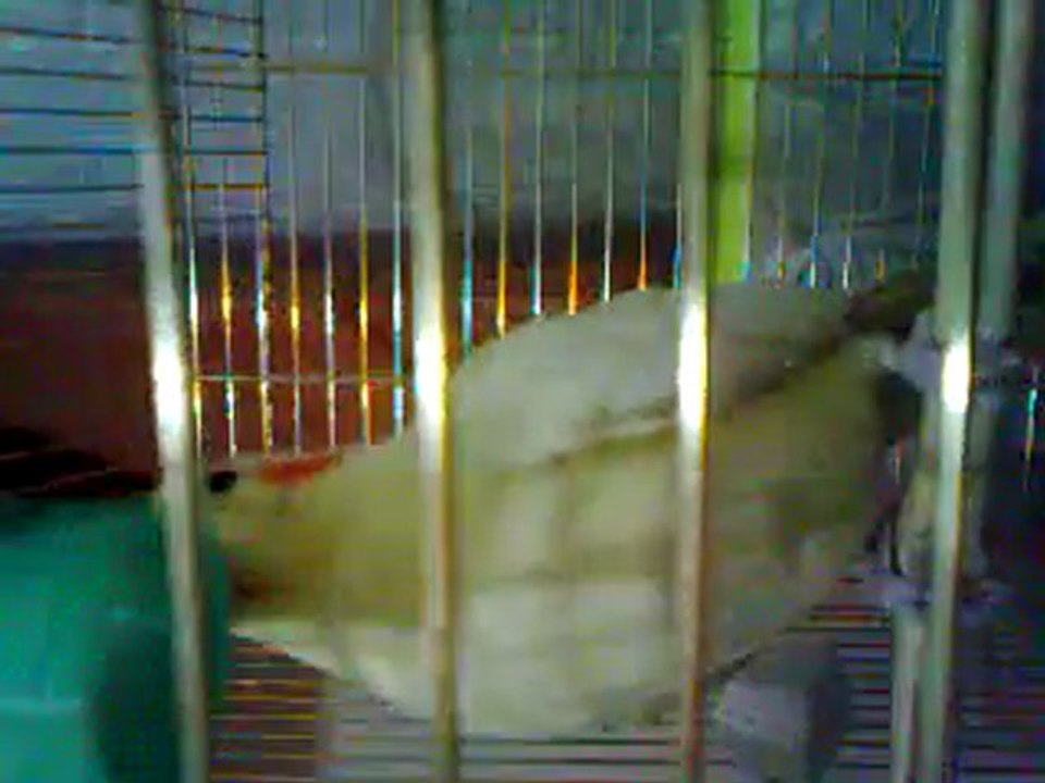 Video0008
