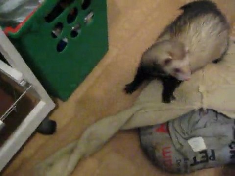 Rikkitikki du Refuge des Ch'tis Furets