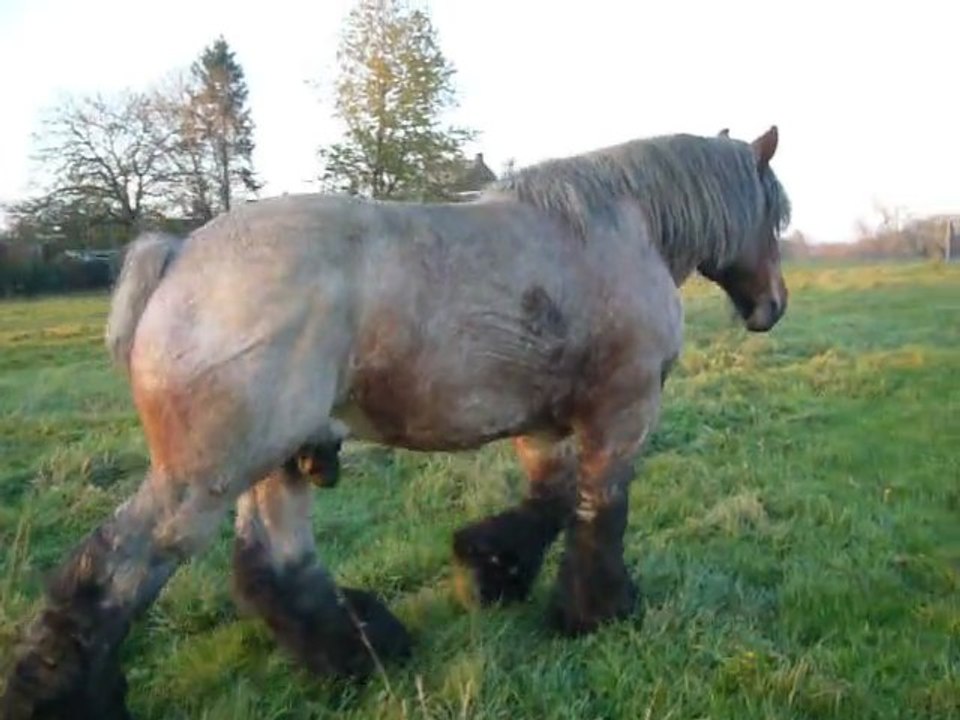 baby étalon reproducteur cheval de trait  admit à la monte publique