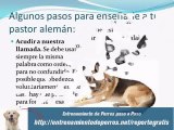 Manual de Adiestramiento de perros Pastor Aleman