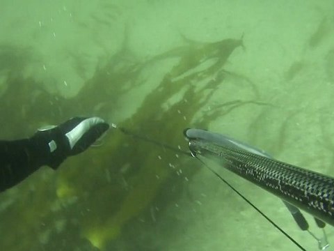 Vidéo-003 Chasse sous marine