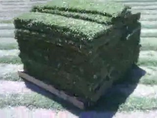 Turf- Fresh cut turf