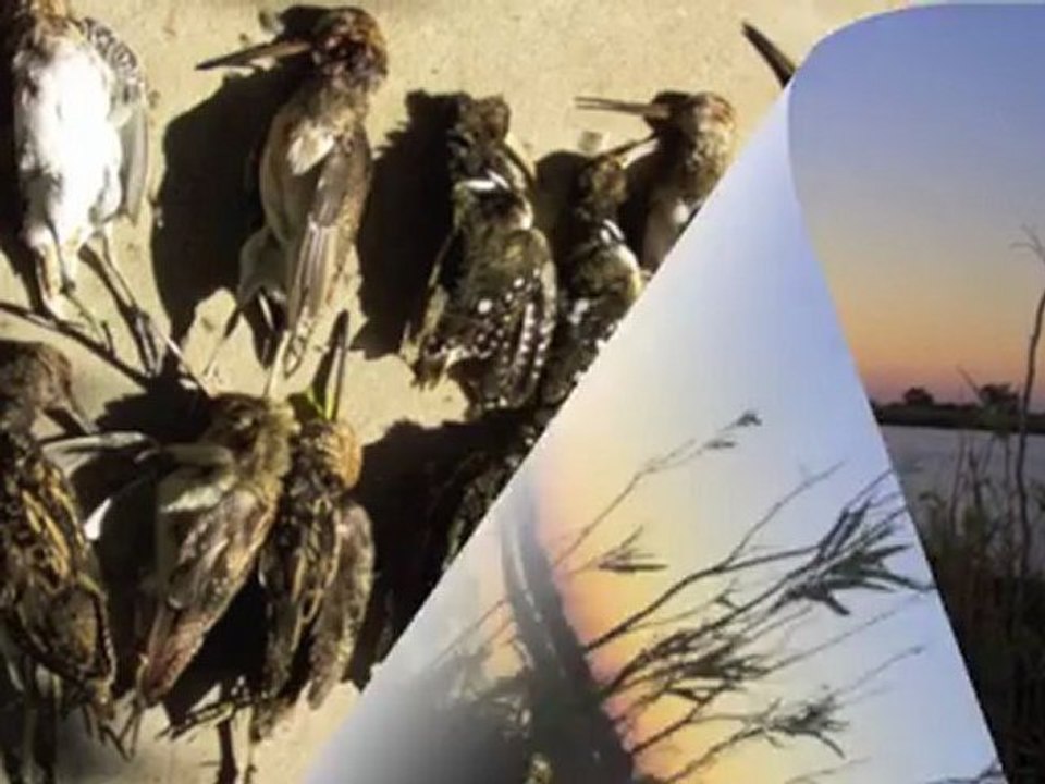 chasse aux canards argentine safari pampa