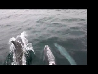 la danse des dauphins