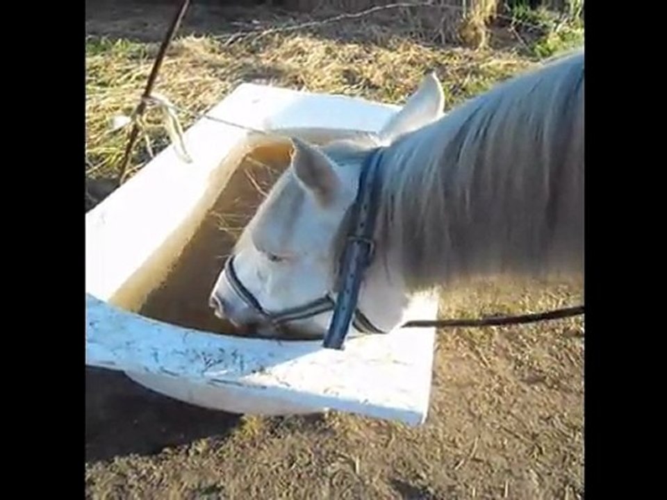 Moly pompe l'eau avec ses oreilles ! :p