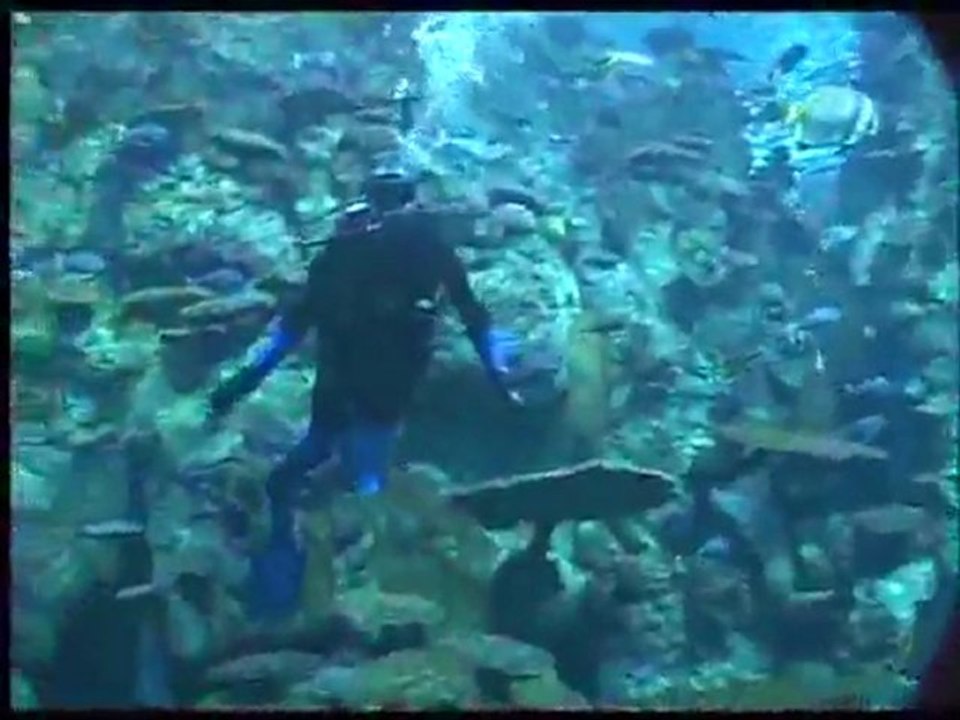 (DVD14) (35) AVENTURA BAJO EL AGUA, BUZOS