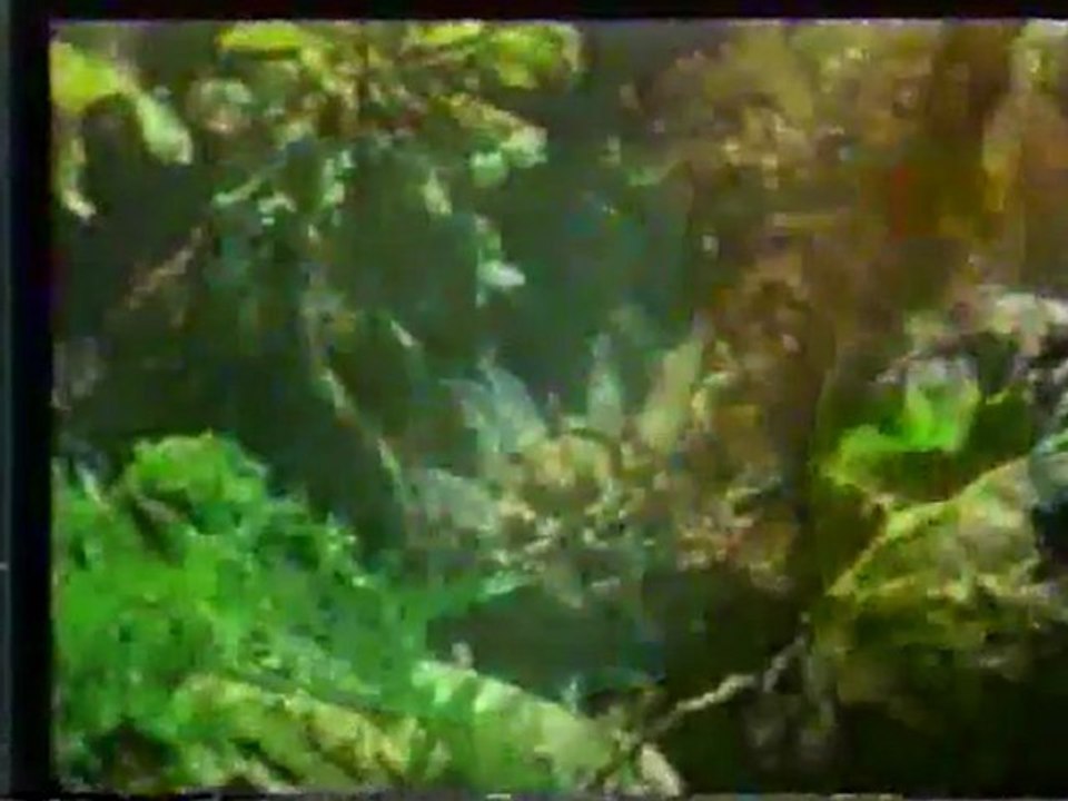 (DVD15) (04) EL AGUA DEL MAR