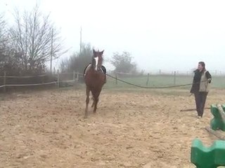 16.11.2011.zd.saut.paprika