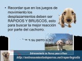Como Entrenar a un Perro Paso a Paso