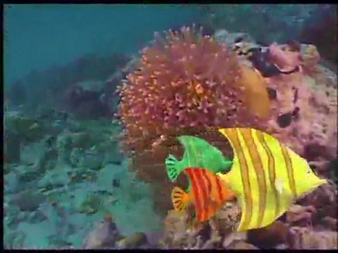 (DVD15) (11) AVENTURA BAJO EL AGUA, PECES PAYASOS