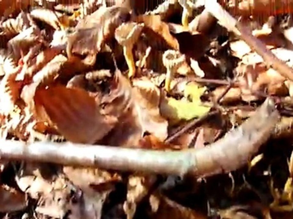 Chanterelles en tube du 15 novembre 2011 Vidéo Dailymotion
