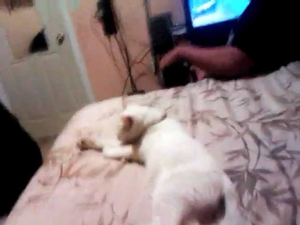 My cat falling down.. LOL