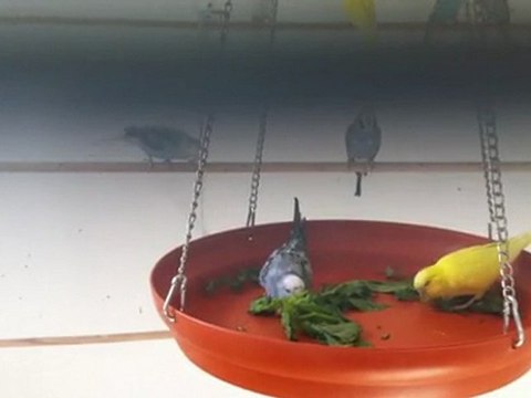 Muhabbet kuşları yeşillik keyfi4