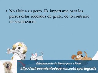 7 Consejos de Adiestramiento Canino