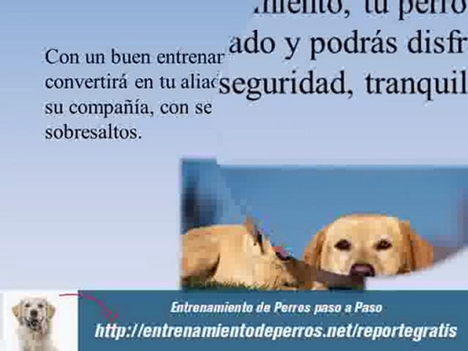 Como Entrenar a un Perro Labrador : Entrenamiento de Perros