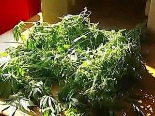 SERRA DI MARIJUANA IN CASA