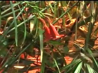 STRAGE DI COLIBRI', MA "SILVIO" E' SALVO