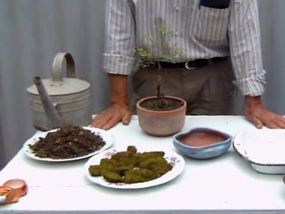 Transplante de  de la felicidad mpg2