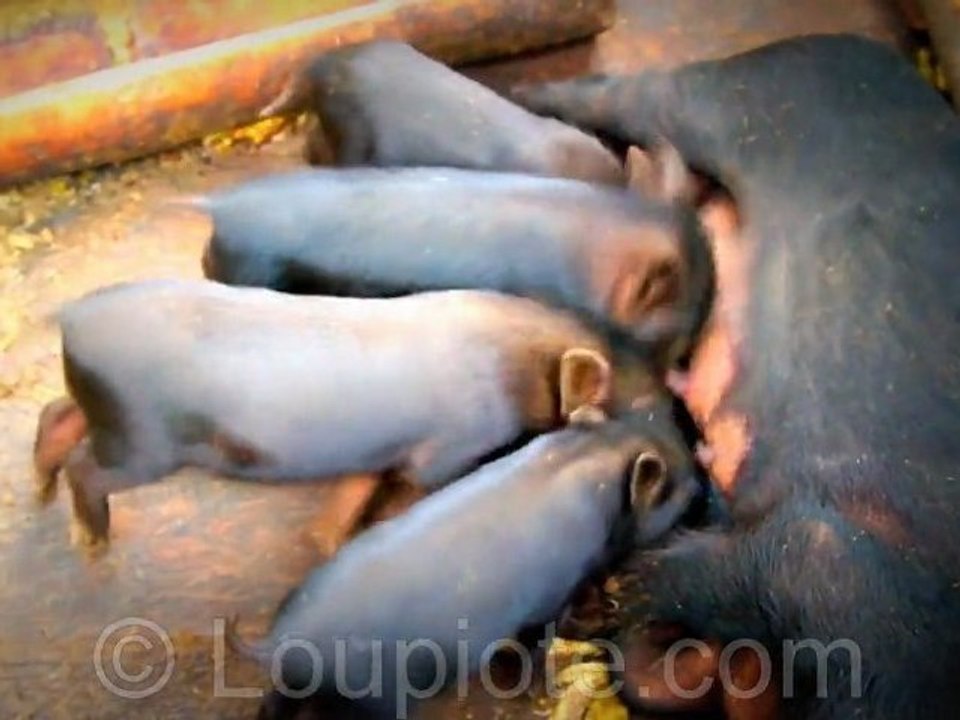 Piglets give Breast Massage