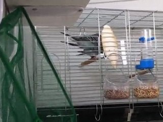 Muhabbet kuşu çiftleşme